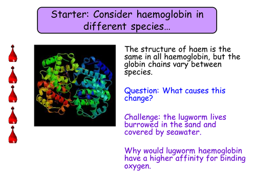 7.2 Transport of oxygen by haemoglobin NEW Year 12 Biology specification