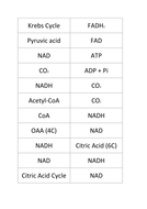 Krebs Cycle puzzle | Teaching Resources