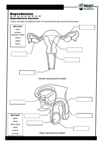 Reproduction PowerPoint and Activity Sheets | Teaching Resources