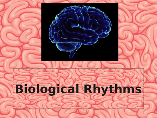 biological rhythms essay