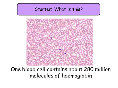 7.1 Haemoglobin NEW Year 12 biology specification