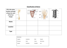 34 No Bones About It Worksheet - Notutahituq Worksheet Information