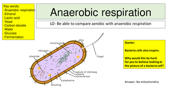 Anaerobic respiration by mr_science - Teaching Resources - Tes