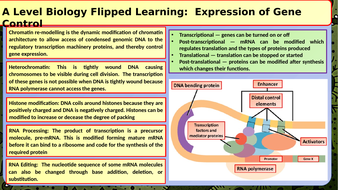 A Level Biology Control of Gene Expression Lesson | Teaching Resources