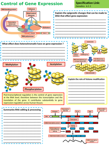 A Level Biology Control of Gene Expression Lesson | Teaching Resources