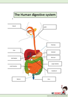The human digestive system worksheet | Teaching Resources