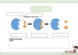 Enzyme worksheet | Teaching Resources