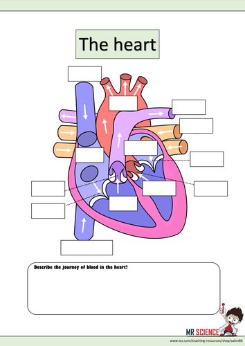 The heart worksheet | Teaching Resources