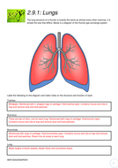 AQA GCSE Biology: Trilogy. Lesson 18 Lungs | Teaching Resources