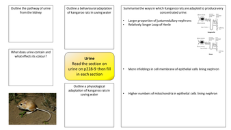 Kangaroo rat kidney adaptations | Teaching Resources