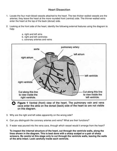 Heart Dissection Worksheet Teaching Resources