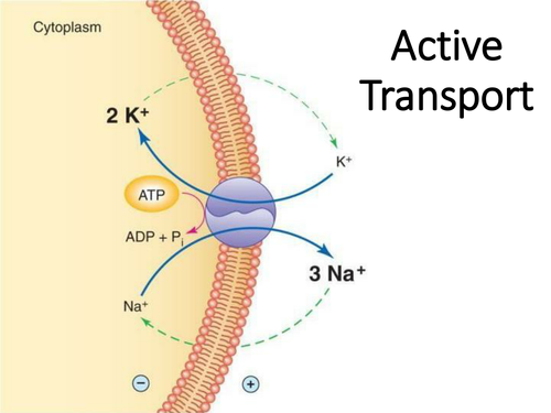 Active Transport