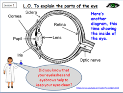 The Human Eye - a Primary Science Lesson | Teaching Resources