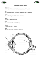 The human eye primary science worksheets | Teaching Resources