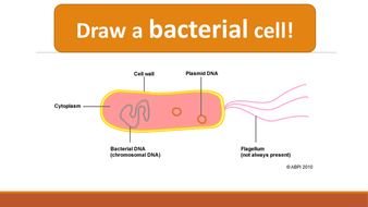 Bacterial Growth Curves AQA GCSE Biology | Teaching Resources