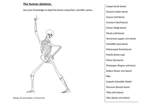 KS3 Unit 7C Biology - Fit and Healthy (7c Skeleton 7d Joints, muscles ...