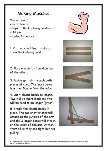 KS3 Unit 7C Biology - Fit and Healthy (7c Skeleton 7d Joints, muscles ...