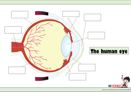 The Eye worksheet | Teaching Resources
