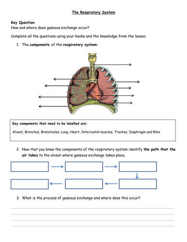 AQA GCSE PE (New Spec) Cardio-Respiratory Systems | Teaching Resources