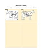 Ruminant Digestion | Teaching Resources