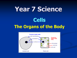 Year 7 Biology - Cells Topic | Teaching Resources