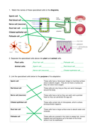 Specialised cells worksheet | Teaching Resources