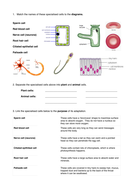 Specialised cells worksheet | Teaching Resources