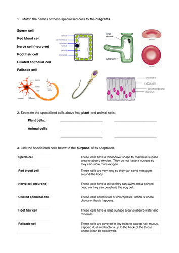 Specialised Cells Worksheet Teaching Resources