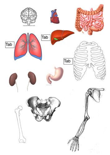 Organs and Organ systems KS3 | Teaching Resources
