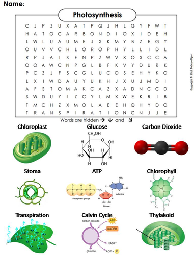 Photosynthesis Word Search