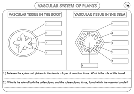 a level biology transport in plants xylem and phloem