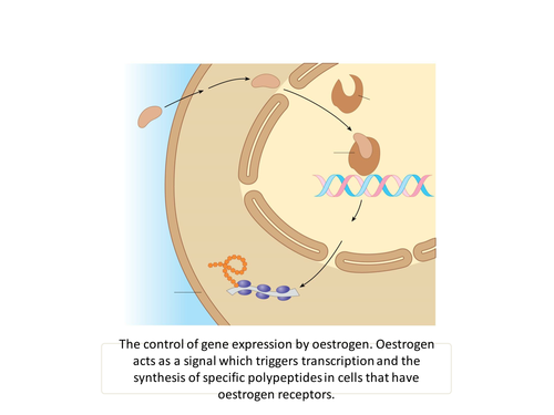 AQA A level Biology 3.8 Control of Gene Expression - Transcription