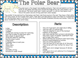 Polar bear research paper image