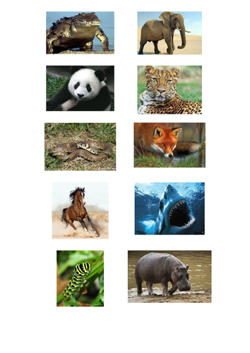 KS1 Animals Including Humans Unit - Animals Herbivore Humans Senses Year 1  2 | Teaching Resources