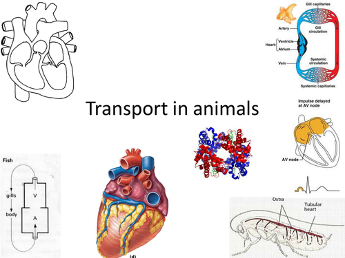 New Complete OCR Transport in mammals | Teaching Resources