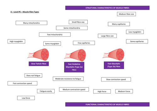 Types of Muscle Contraction and Muscle Fibre Types | Teaching Resources