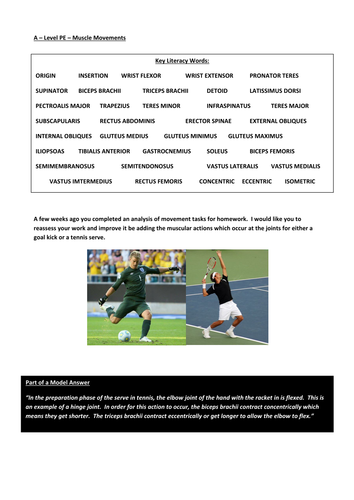 Types of Muscle Contraction and Muscle Fibre Types | Teaching Resources