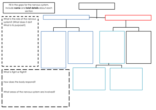 AQA Psychology - Biopsychology revision / summary