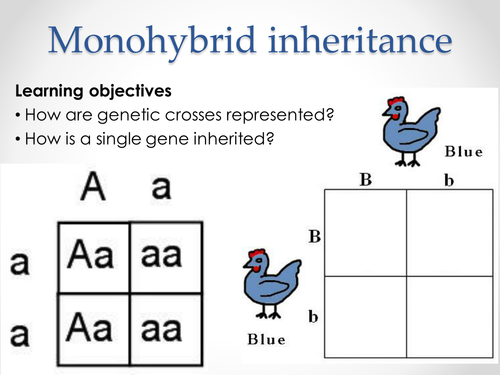 AQA A-level Biology (2016 spec). Section 7 Topic 17: Inherited changes 2 Monohybrid inheritance