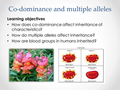 AQA A-level Biology (2016 spec). Section 7 Topic 17: Inherited changes 5 Co-dominance & multiple