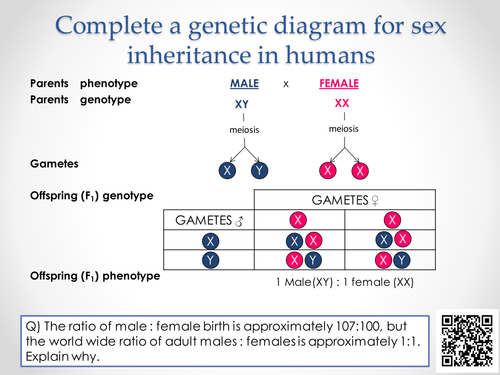 AQA A-level Biology (2016 spec). Section 7 Topic 17: Inherited changes 6 Sex linkage