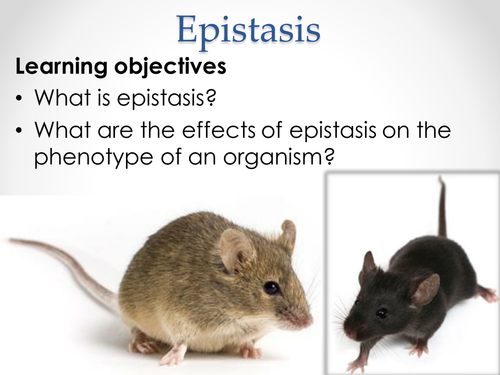 AQA A-level Biology (2016 spec). Section 7 Topic 17: Inherited changes 8 Epistasis