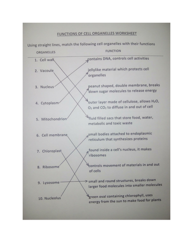 Cell Organelles Worksheet With Answers Teaching Resources