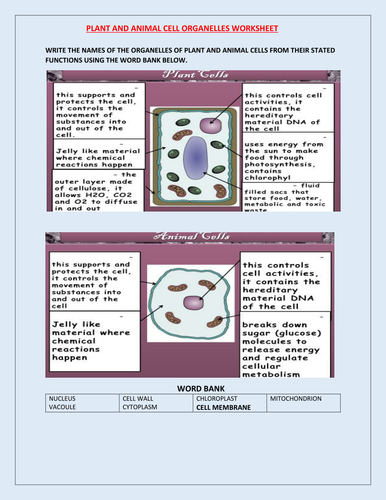PLANT AND ANIMAL CELL WORKSHEET WITH ANSWERS | Teaching Resources
