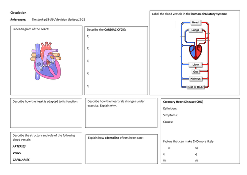 iGCSE Biology CIRCULATION Revision Poster