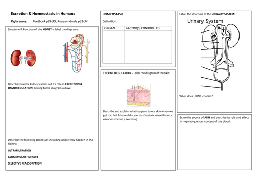 iGCSE Biology EXCRETION & HOMEOSTASIS Revision Poster