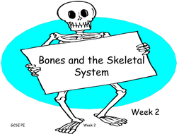 Skeletal System and Bones GCSE PE | Teaching Resources