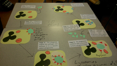 New OCR A Level Biology Phagocytosis Lesson | Teaching Resources