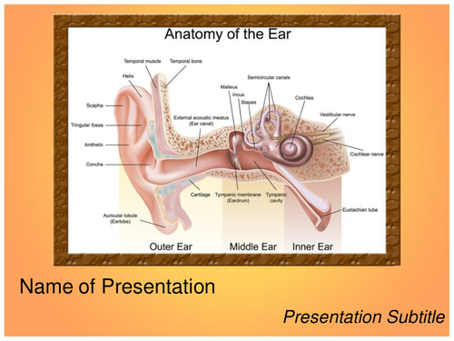 EAR ANATOMY PPT TEMPLATE | Teaching Resources