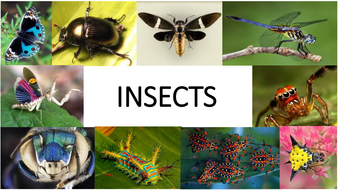 GCSE resources for 'Insects' theme. | Teaching Resources